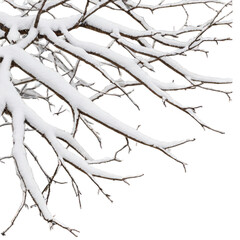 Obraz premium Snow on the Tree Isolated on Transparent Background