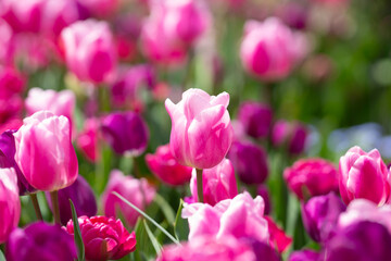 Flowers background. Spring blossom concept. Tulip flowers. Design for Valentines Day, Easter. Spring banner.