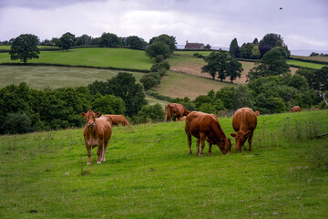 Bullocks in a filed in summer in Powys, Wales