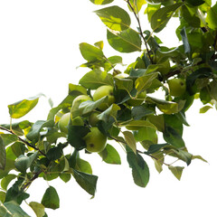 Apples on tree branch