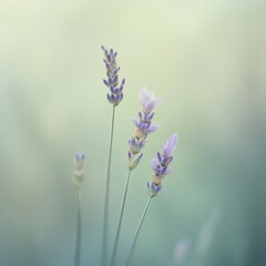 Naklejka premium Lavender flowers blooming in soft focus against an ethereal background in nature