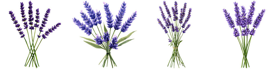 Fototapeta premium Watercolor lavender design and botanical minimalist, A collection of lavender bouquets showcasing rich purple blooms and lush green stems, arranged in various styles.