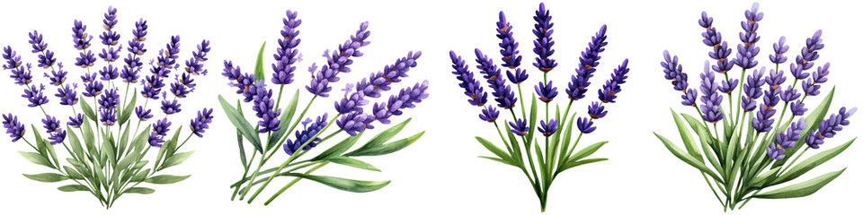 Fototapeta premium Watercolor lavender design and botanical minimalist, A collection of vibrant lavender flowers, showcasing delicate purple blooms and lush green leaves arranged in an appealing composition.