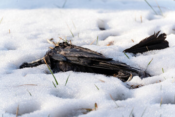 A dead bird rook lies in the snow, its black wings and tail and crooked paws are visible.