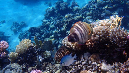 Broomtail wrasse (Cheilinus lunulatus) undersea, Red Sea, Egypt, Sharm El Sheikh, Montazah Bay
