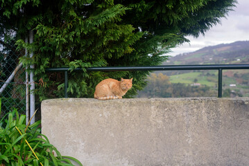 Gato naranja sobre muro de zona rural