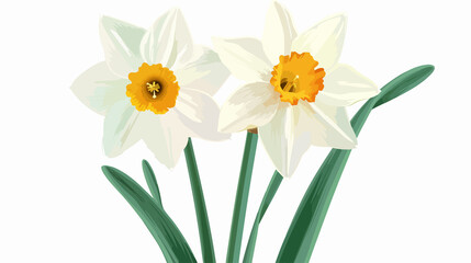 Elegant Blossomed Daffodil Flower with Stem and Leaves