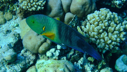 Broomtail wrasse (Cheilinus lunulatus) undersea, Red Sea, Egypt, Sharm El Sheikh, Montazah Bay
