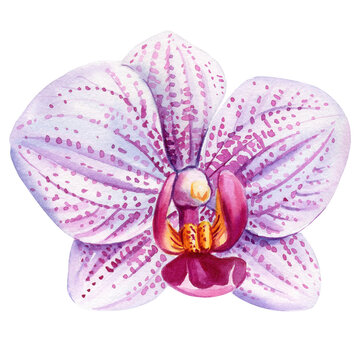 recommend clip art: Watercolor orchid flowers isolated, beautiful botanical plant illustration, vibrant flower, tropical floral clipart