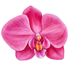 Watercolor pink orchid flowers isolated, beautiful botanical plant illustration, vibrant flower, tropical floral clipart © Hanna