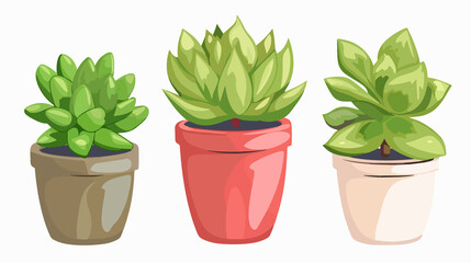 Fototapeta premium Lush Home Succulent Plant with Large Leaves in Stylish Planter