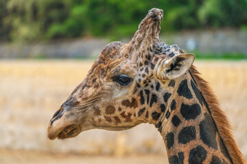 Close-up of the head of a giraffe with its ears open