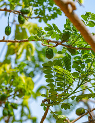 Fototapeta premium Close-up of Spondias purpurea (ciruela or jocote) tree with green leaves and ripening fruits, showcasing tropical agriculture and biodiversity.
