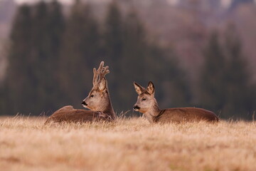 A male and female roe deer is lying in the dry grass. Capreolus capreolus. A couple of deers in the nature habitat. Capreolus capreolus