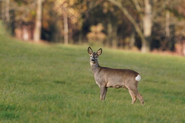 A adult roe stands on the meadow and looks at the camera. Capreolus capreolus. Wildlife scene with a roe deer. 