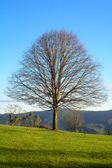 Fototapeta premium Arbol grande sin hojas en sus ramas en ladera de monte de Asturias