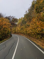 Naklejka premium road in autumn forest