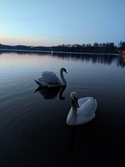 swans on the lake