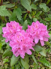 Obraz premium pink flowers
