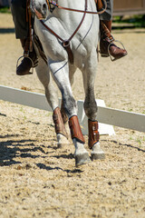 legs of white thoroughbred lusitano horse in an equestrian dressage competition in Portugal