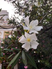 flowers