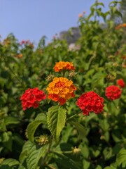 red and yellow flowers