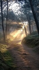 Obraz premium Serene Forest Pathway with Sunlight Through Trees at Dawn