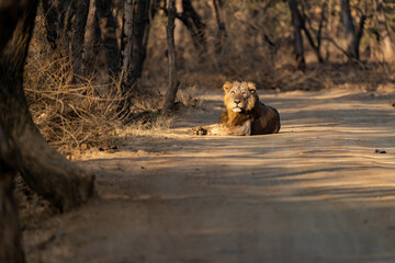 Shot on safari  © Sagirahmedkhan