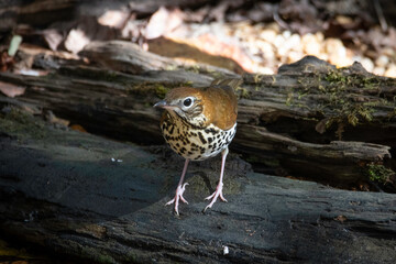 Wood Thrush