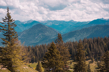 landscape in the summer