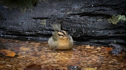 Worm-eating Warbler