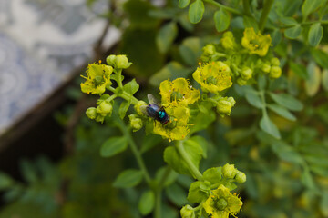 Colorful and vibrant flower found in a garden