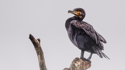 Kormoran ruht sich aus