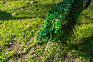 Obraz premium Vibrant peacock tail feathers in a public garden, showcasing colorful, intricate patterns and natural beauty in a serene outdoor setting.
