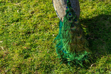 Obraz premium Vibrant peacock tail feathers in a public garden, showcasing colorful, intricate patterns and natural beauty in a serene outdoor setting.