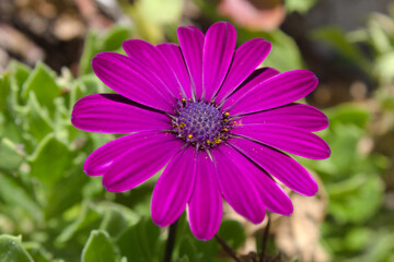 Colorful and vibrant flower found in a garden