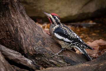 Yellow-bellied Sapsucker