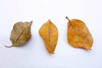 Naklejka premium Dry leaf fallen from an old tree