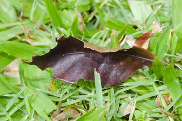 Dry leaf fallen from an old tree
