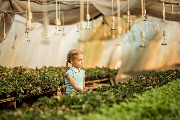 young girl takes care of growing strawberries in a greenhouse farm, agriculture, small business concept.
