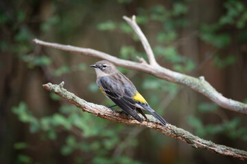 Yellow-rumped Warbler