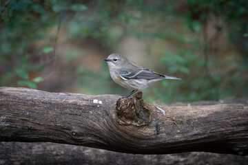 Yellow-rumped Warbler