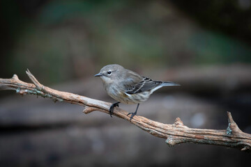 Yellow-rumped Warbler