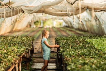 young girl takes care of growing strawberries in a greenhouse farm, agriculture, small business concept.