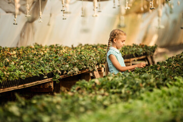 young girl takes care of growing strawberries in a greenhouse farm, agriculture, small business concept.