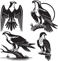 silhouette set of osprey sitting poses, osprey vector illustration, wildlife design vector, 