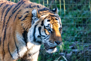 A Siberian Tiger walking through it's enclosure at Whipsnade Zoo, UK.
 