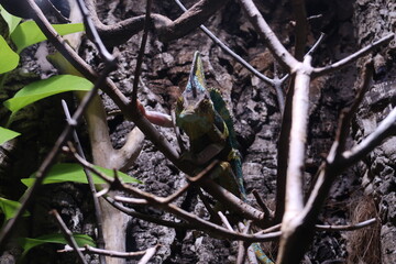 chameleon sitting on a branch