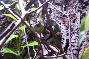 chameleon sitting on a branch