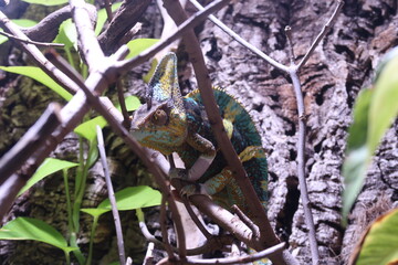 chameleon sitting on a branch